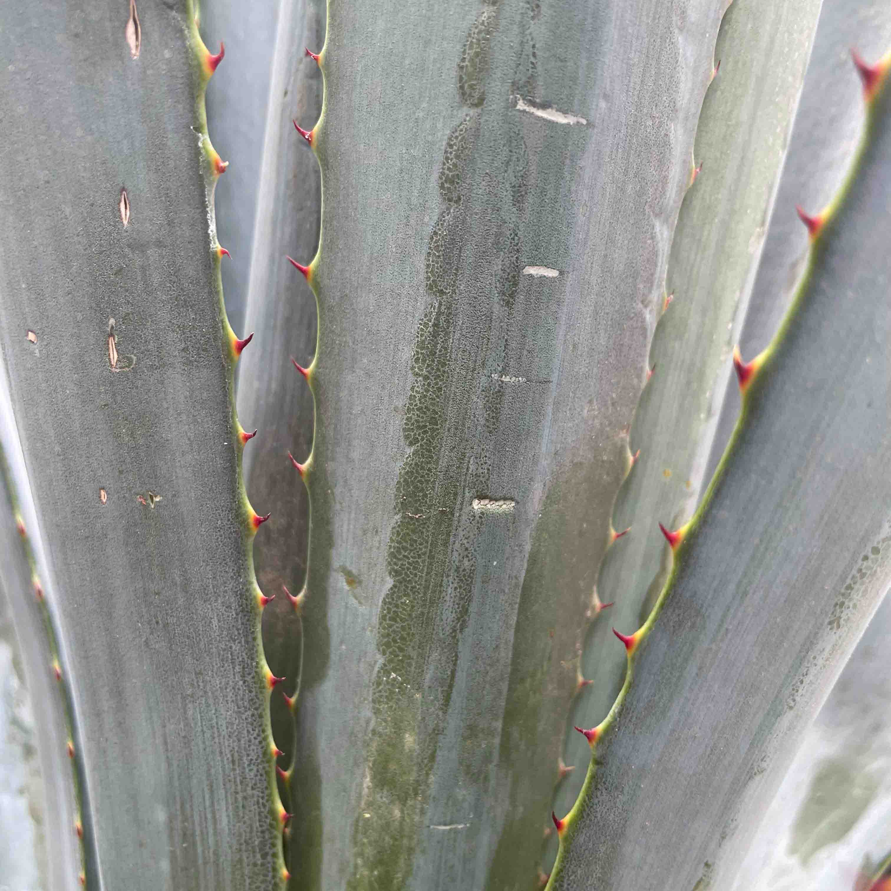 AGAVE AZUL ( 1 M )
