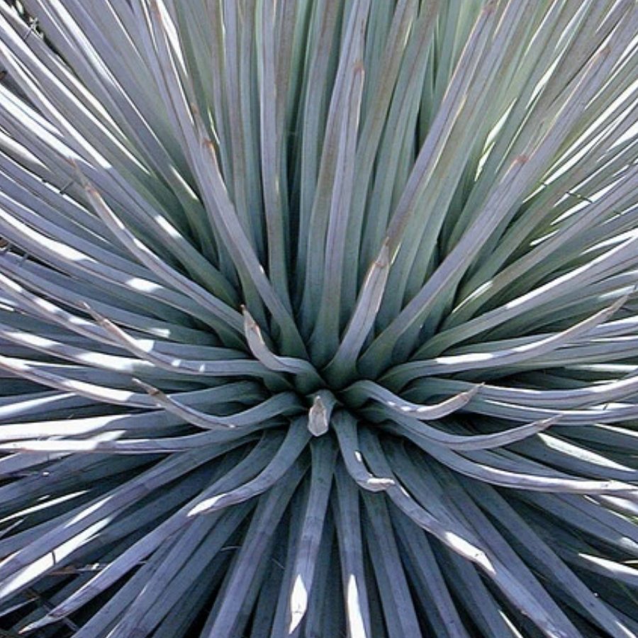 AGAVE STRIATA