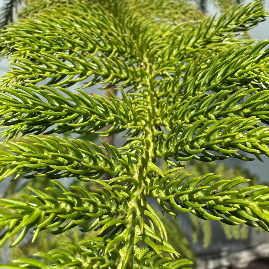 ARBOL ARAUCARIA