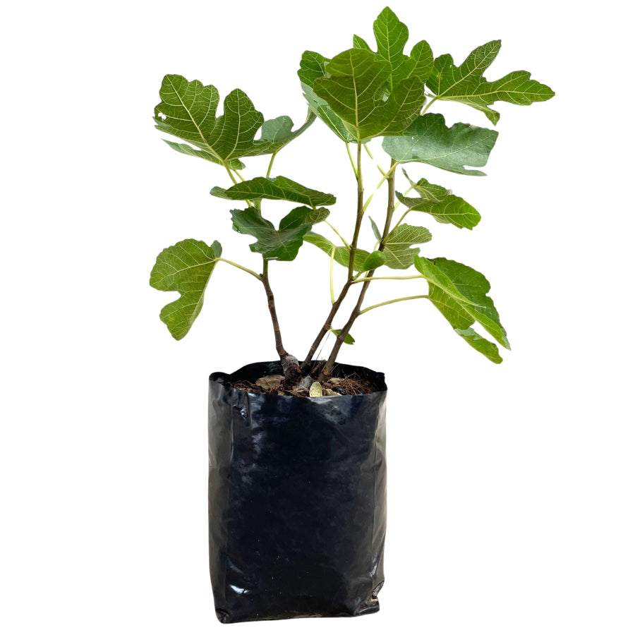 ARBOL HIGO (HIGUERA)