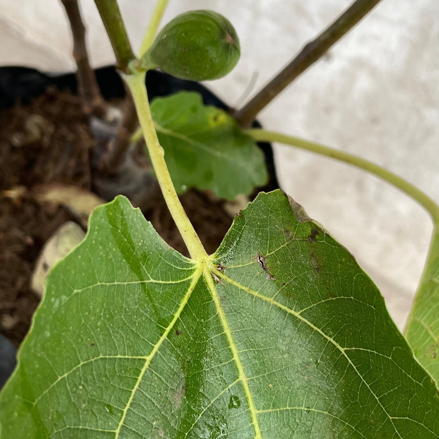 ARBOL HIGO (HIGUERA)