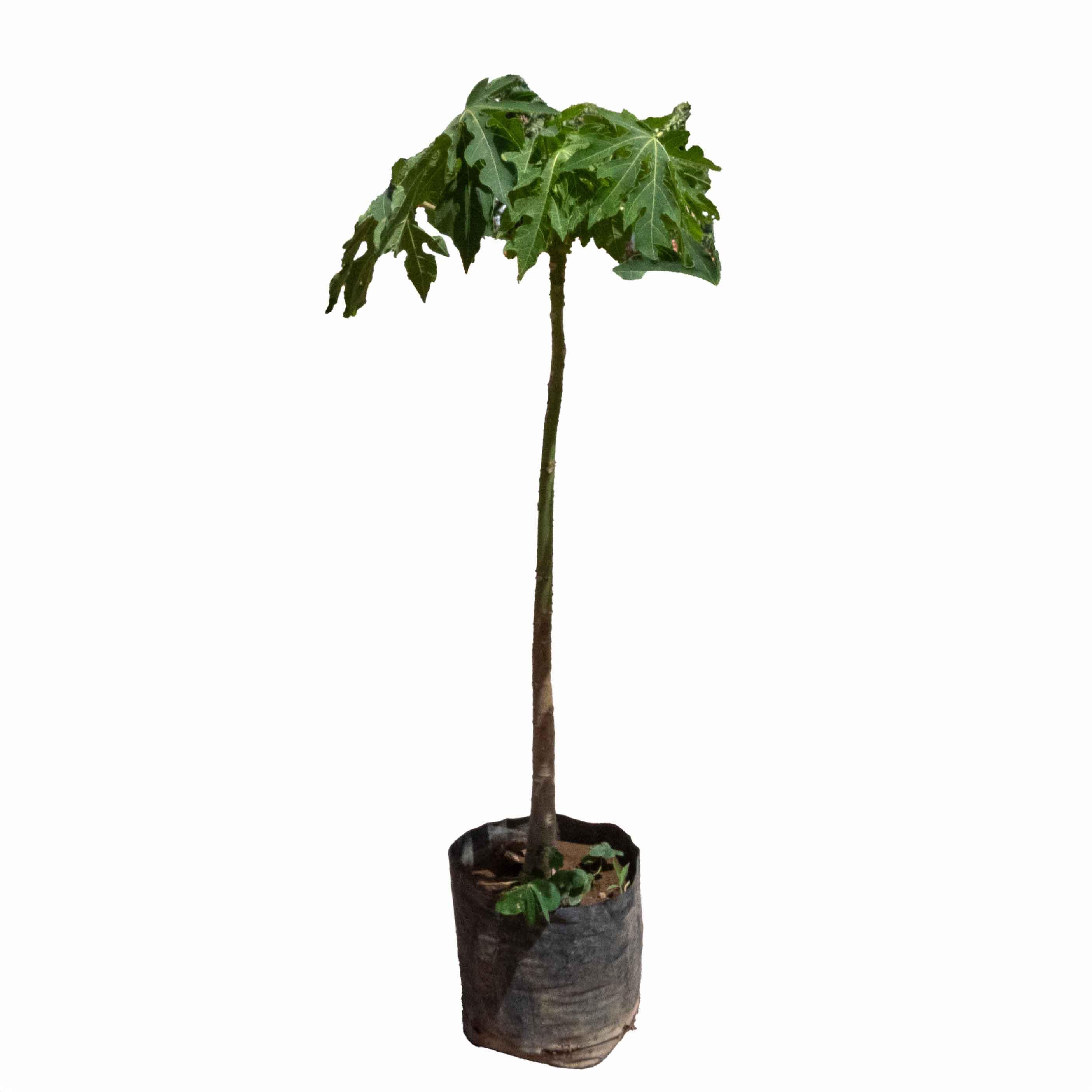ARBOL PAPAYA MARADOL - Vivero Yañez 