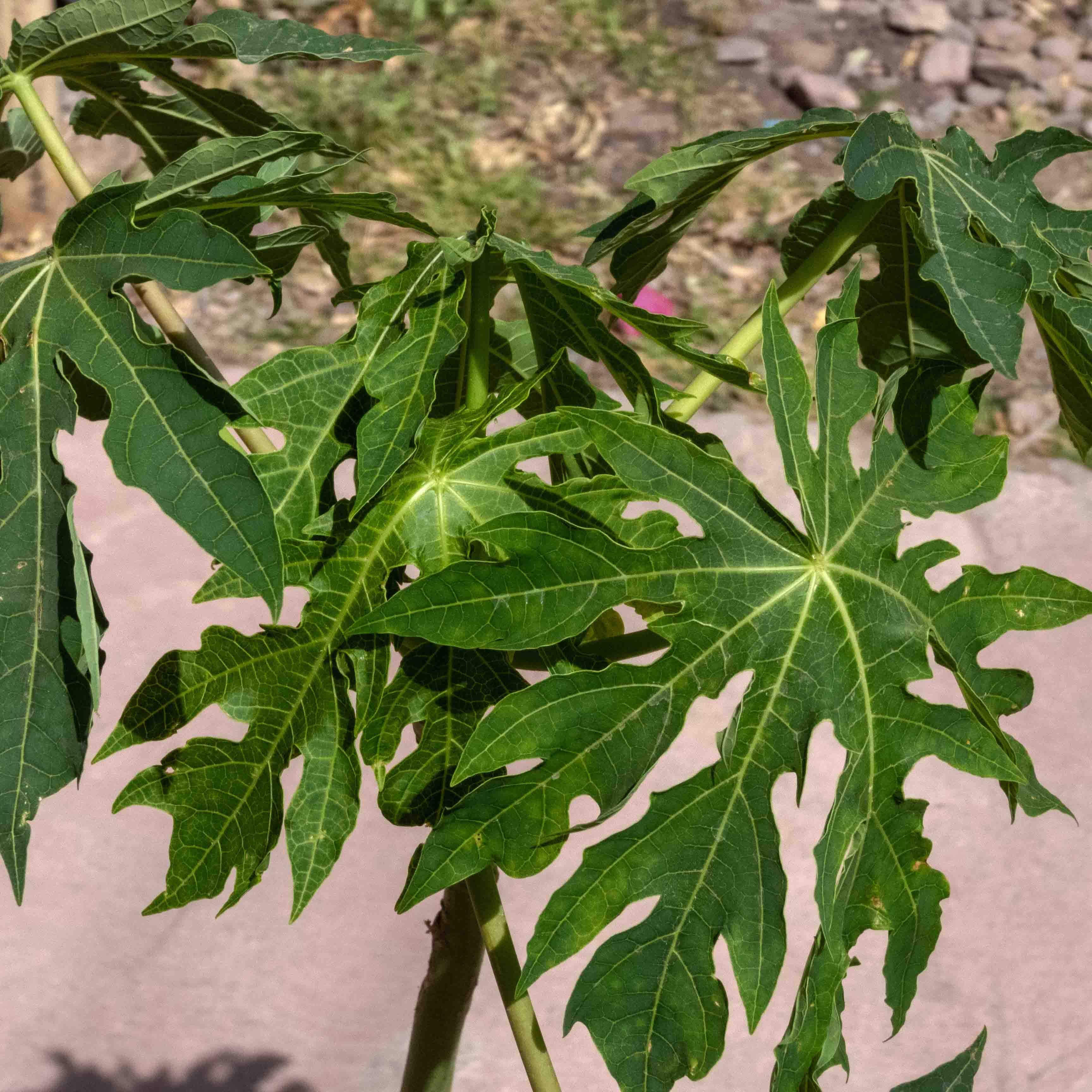 ARBOL PAPAYA MARADOL - Vivero Yañez 