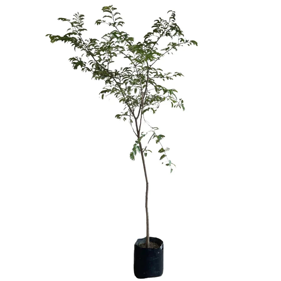 ARBOL TAMARINDO - Vivero Yañez 