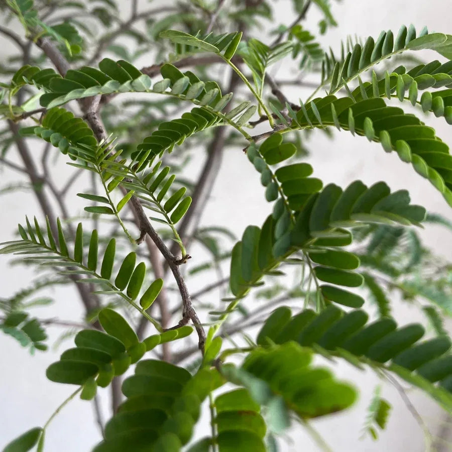 ARBOL TAMARINDO - Vivero Yañez 