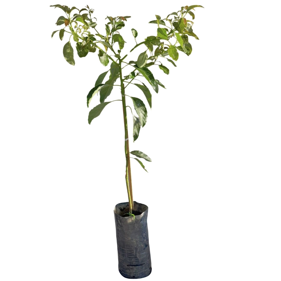 ARBOL AGUACATE HASS