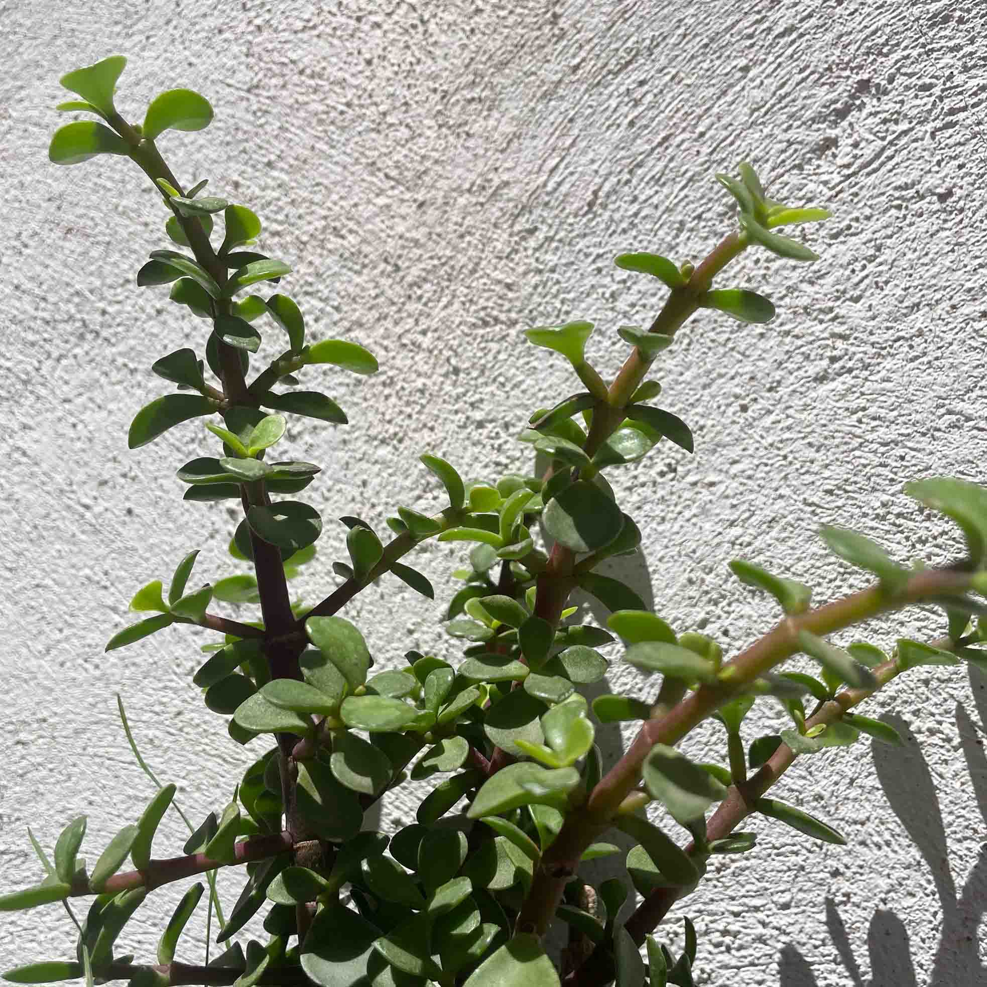 ARBOL DE LA ABUNDANCIA CHICO