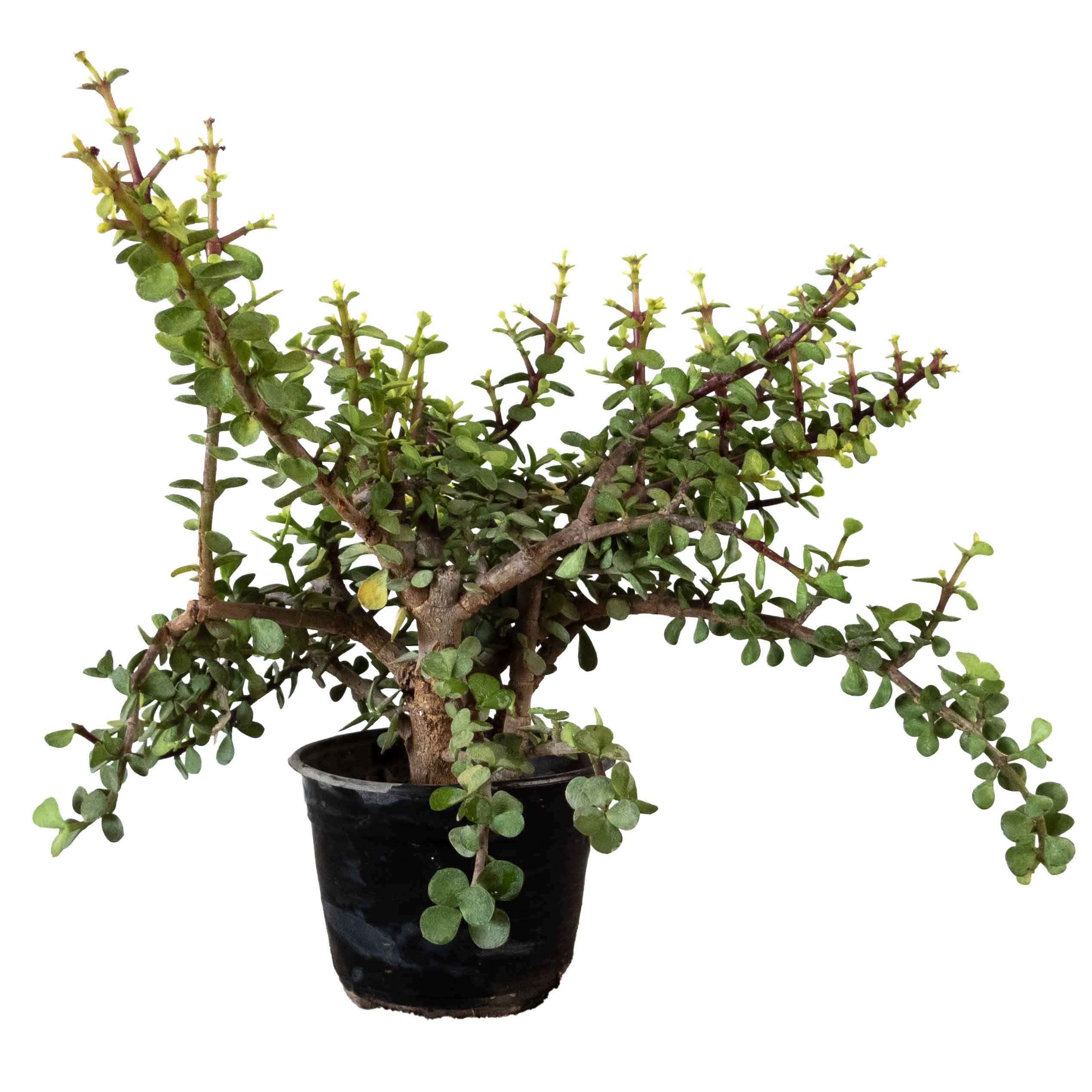 ARBOL DE LA ABUNDANCIA GRANDE