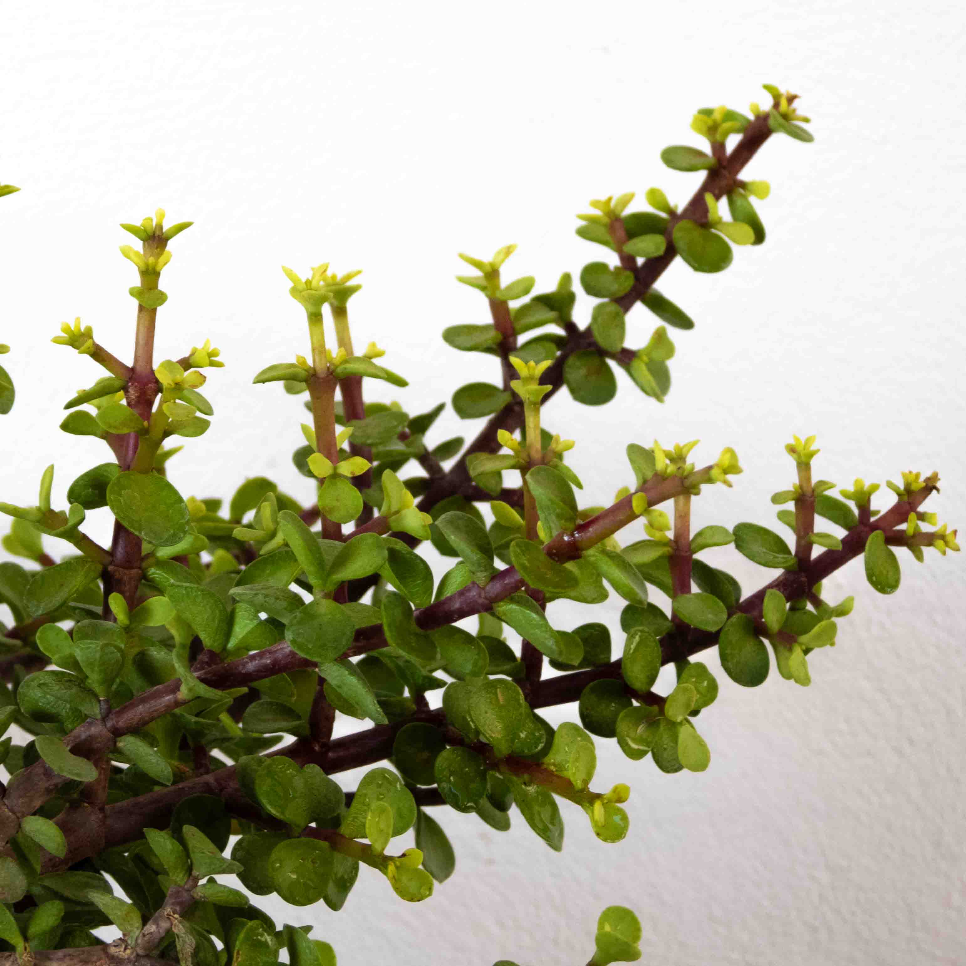 ARBOL DE LA ABUNDANCIA GRANDE