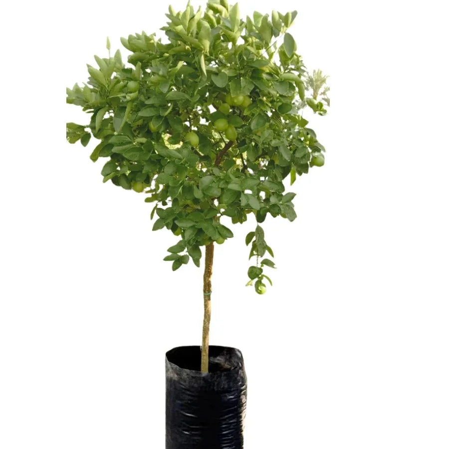 ARBOL LIMA - Vivero Yañez 
