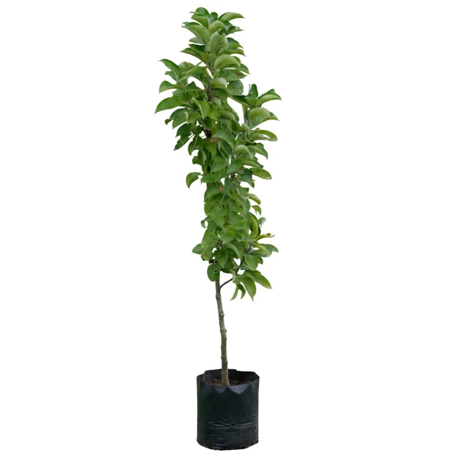 ARBOL MANZANA CHICO - Vivero Yañez 