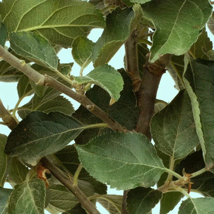 ARBOL MANZANA CHICO - Vivero Yañez 
