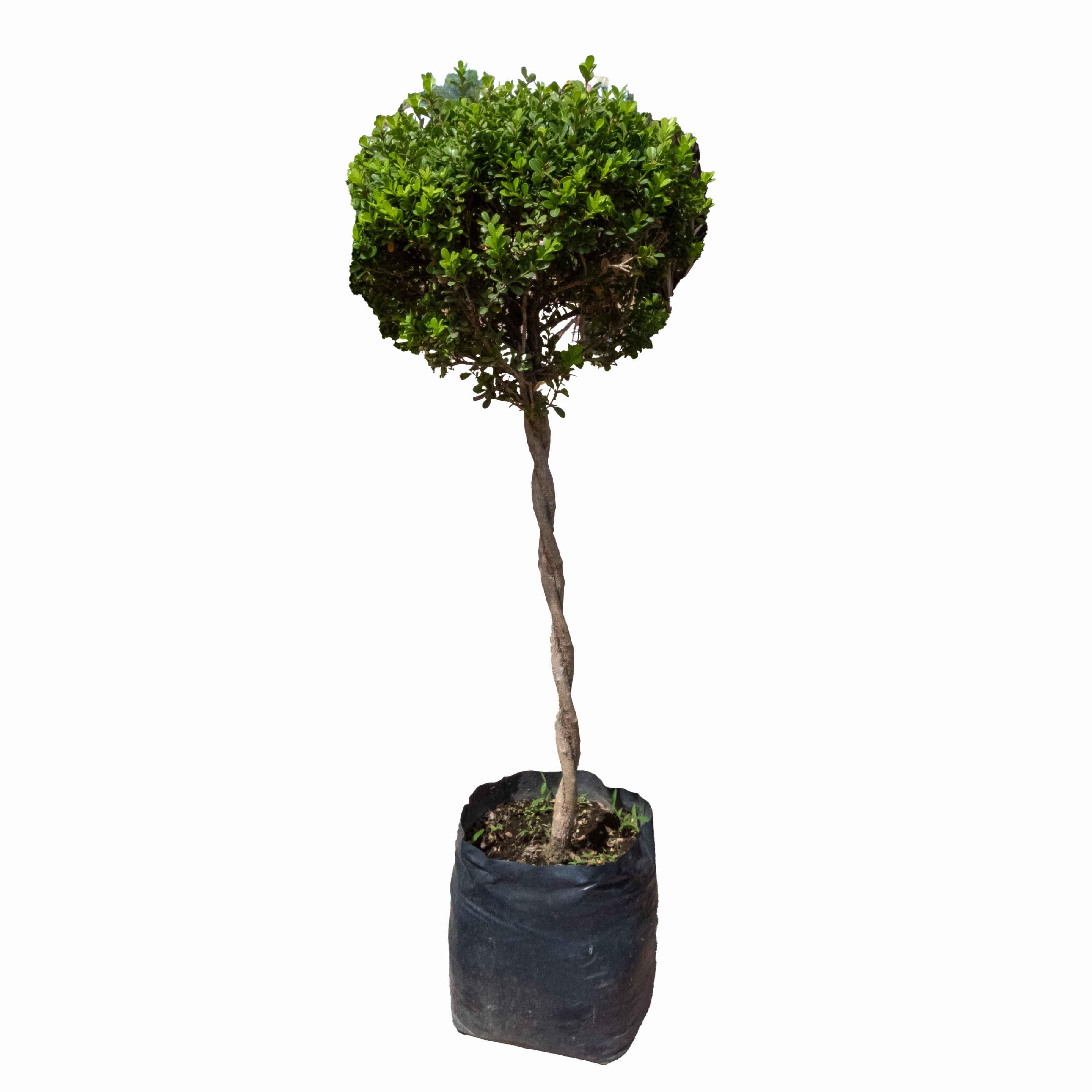 ARRAYAN CRUZADO - Vivero Yañez 