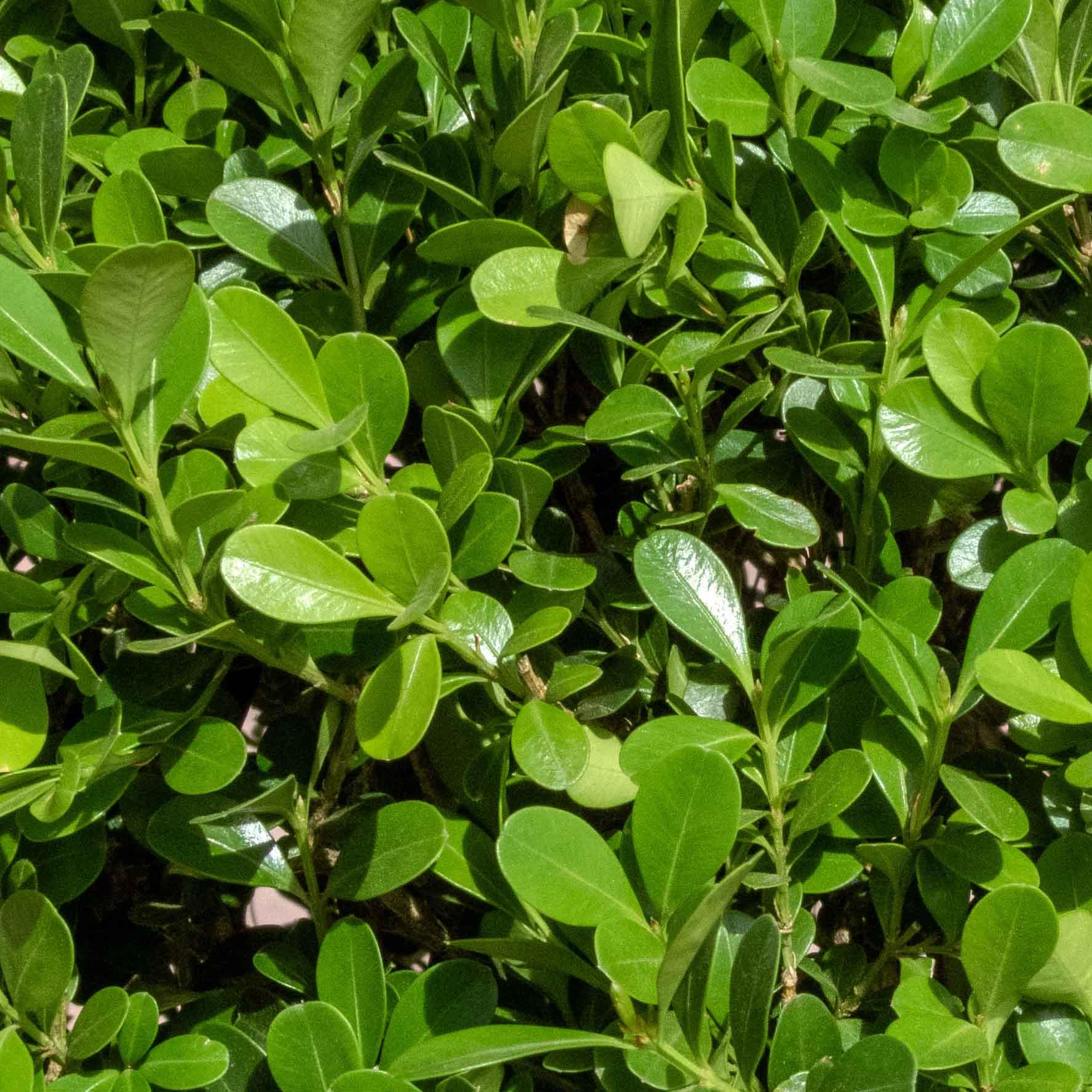 ARRAYAN MULTIBOLA - Vivero Yañez 