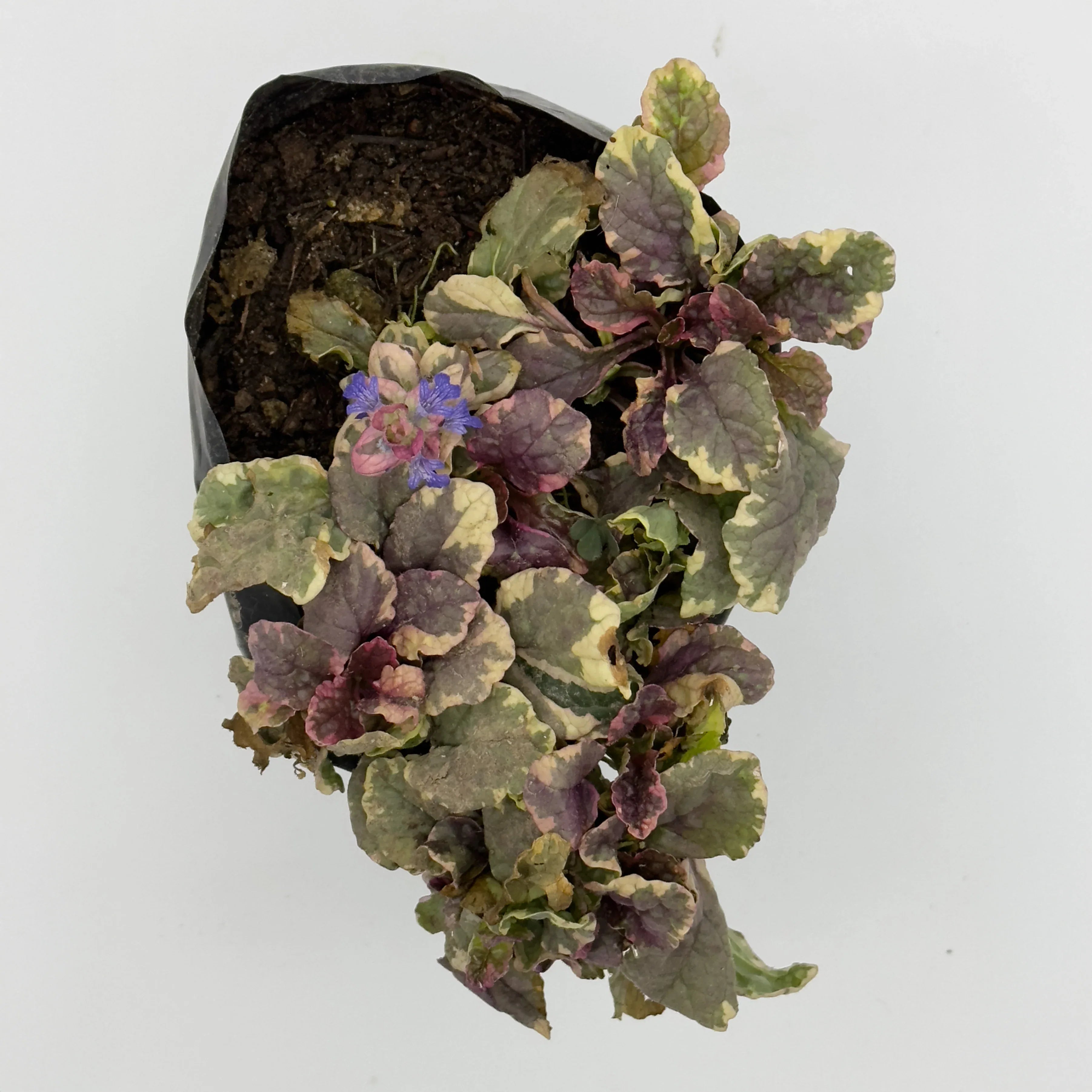 AYUBE MORADA - Vivero Yañez 