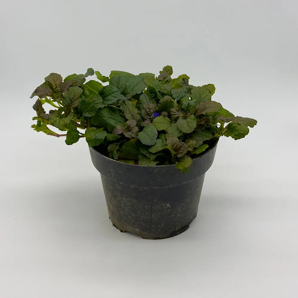 AYUBE VERDE - Vivero Yañez 