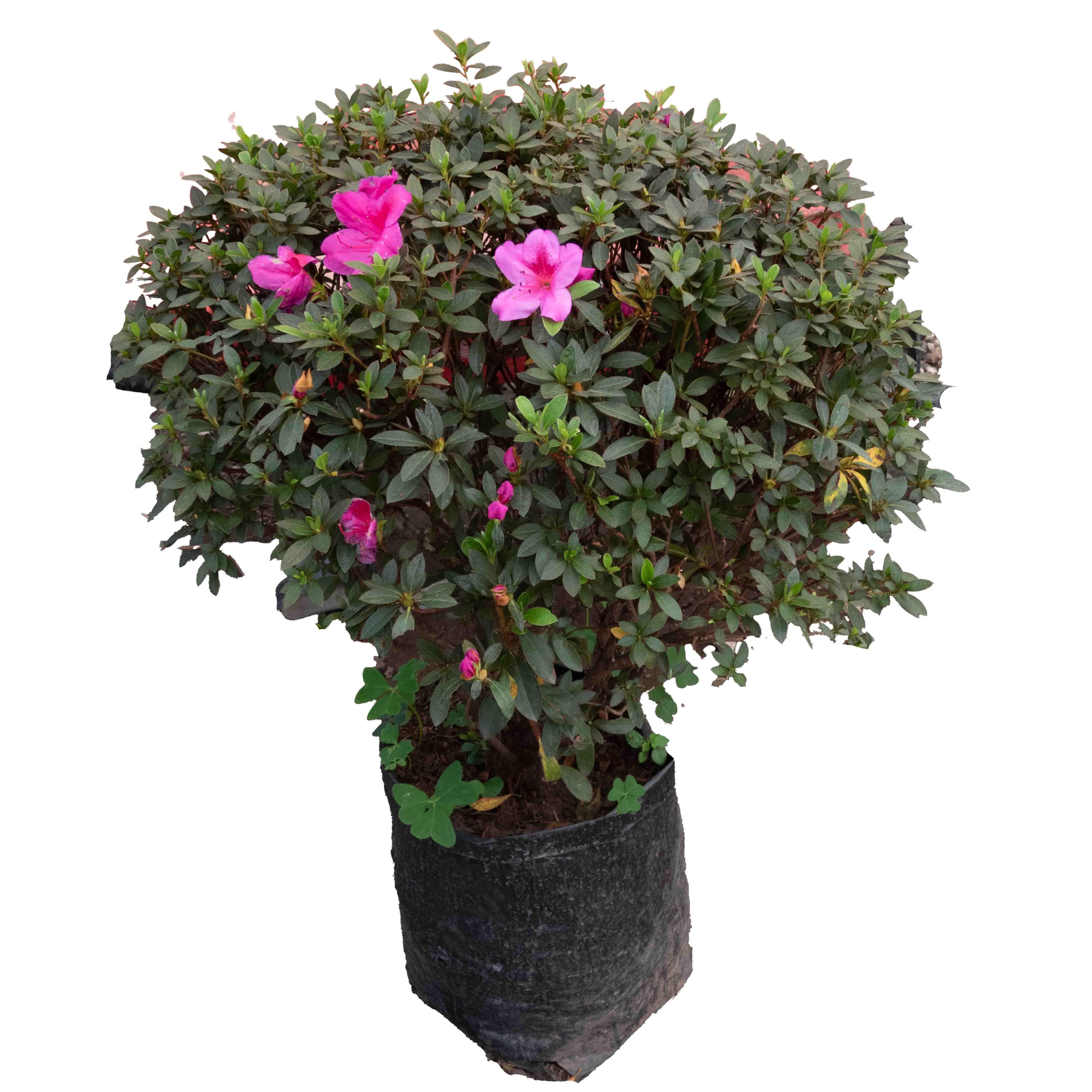 AZALEA BOLA MEDIANA - Vivero Yañez 