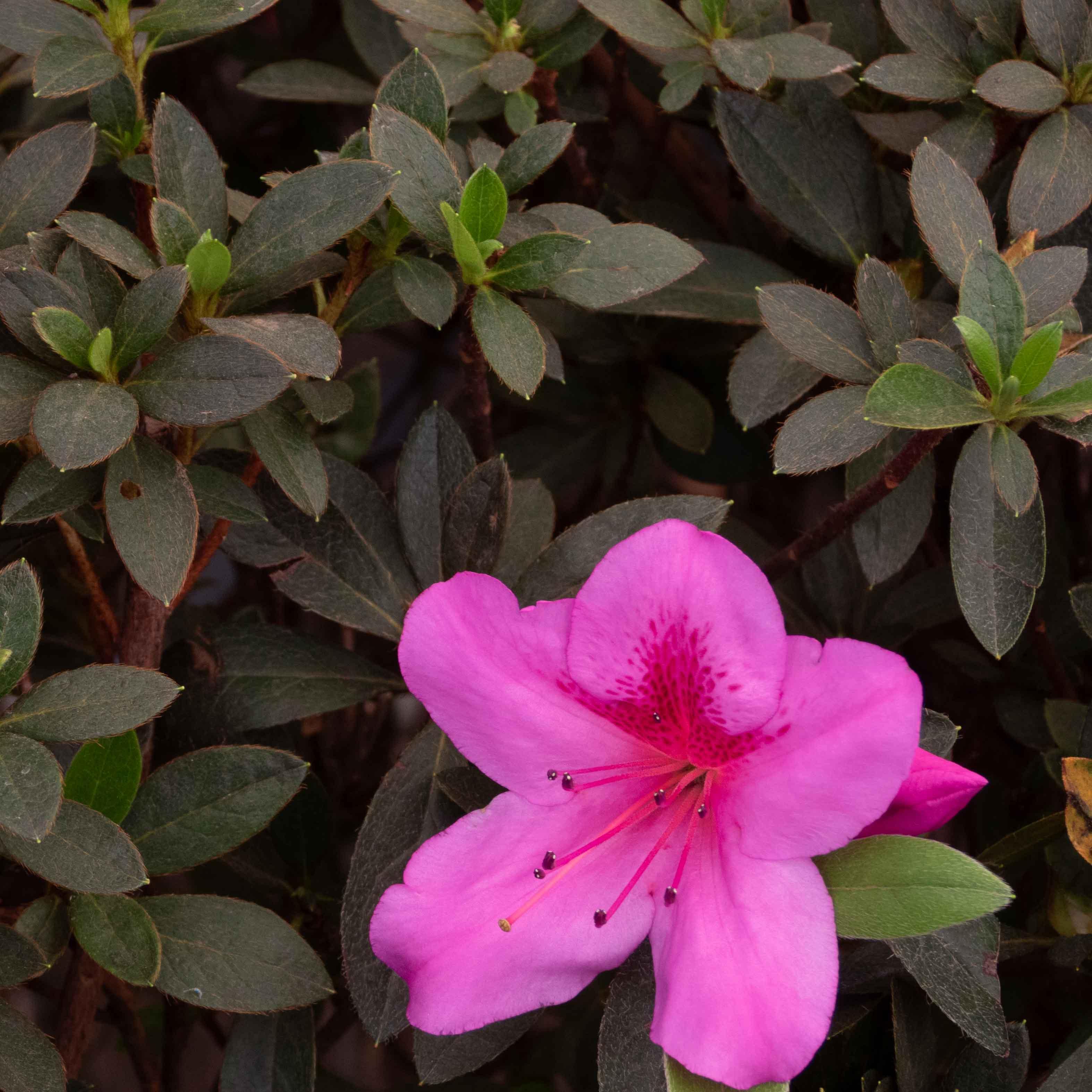 AZALEA BOLA MEDIANA - Vivero Yañez 