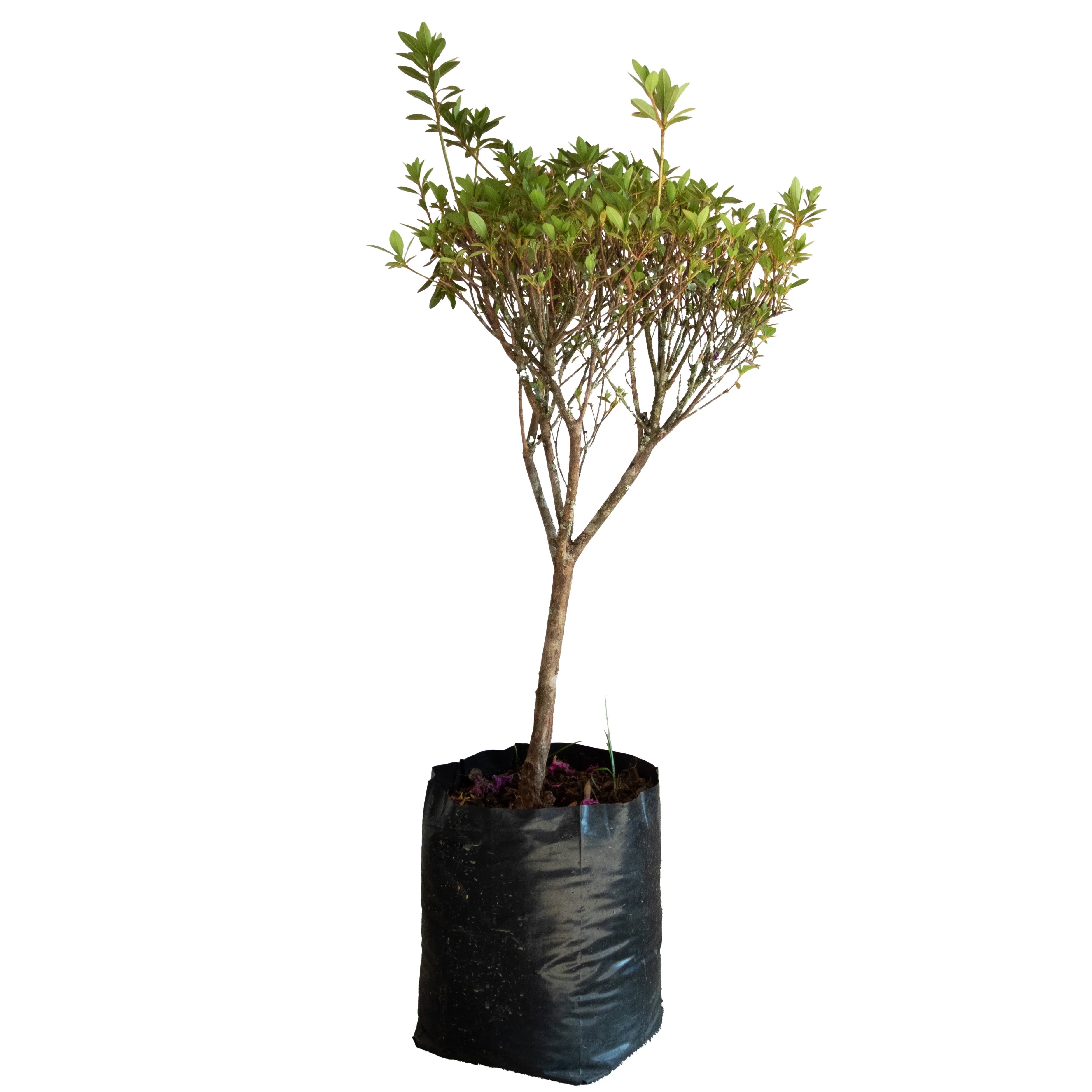 AZALEA BOLA CHICA - Vivero Yañez 