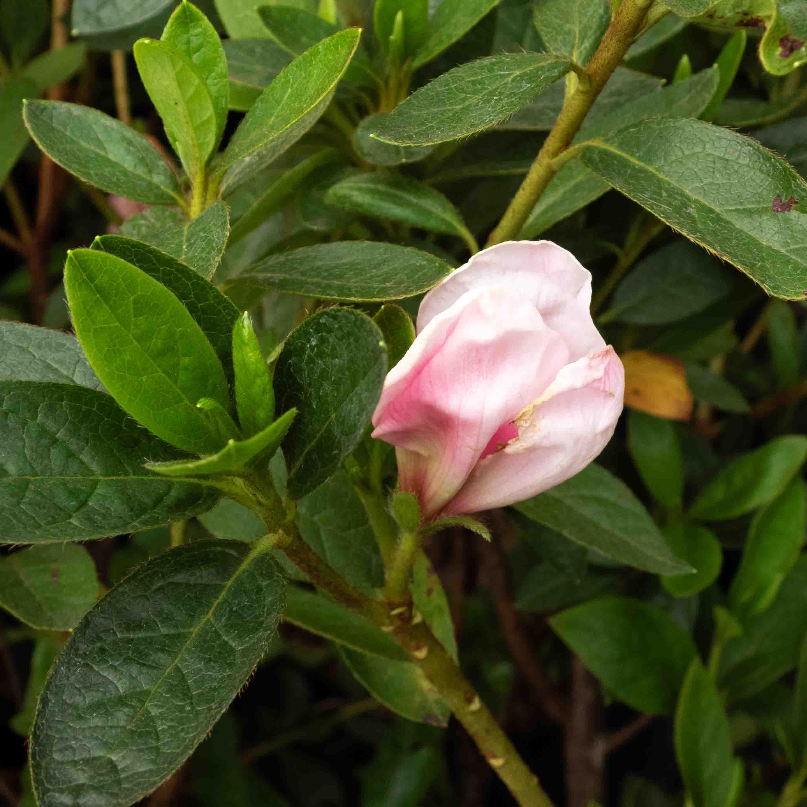 AZALEA BOLA CHICA - Vivero Yañez 