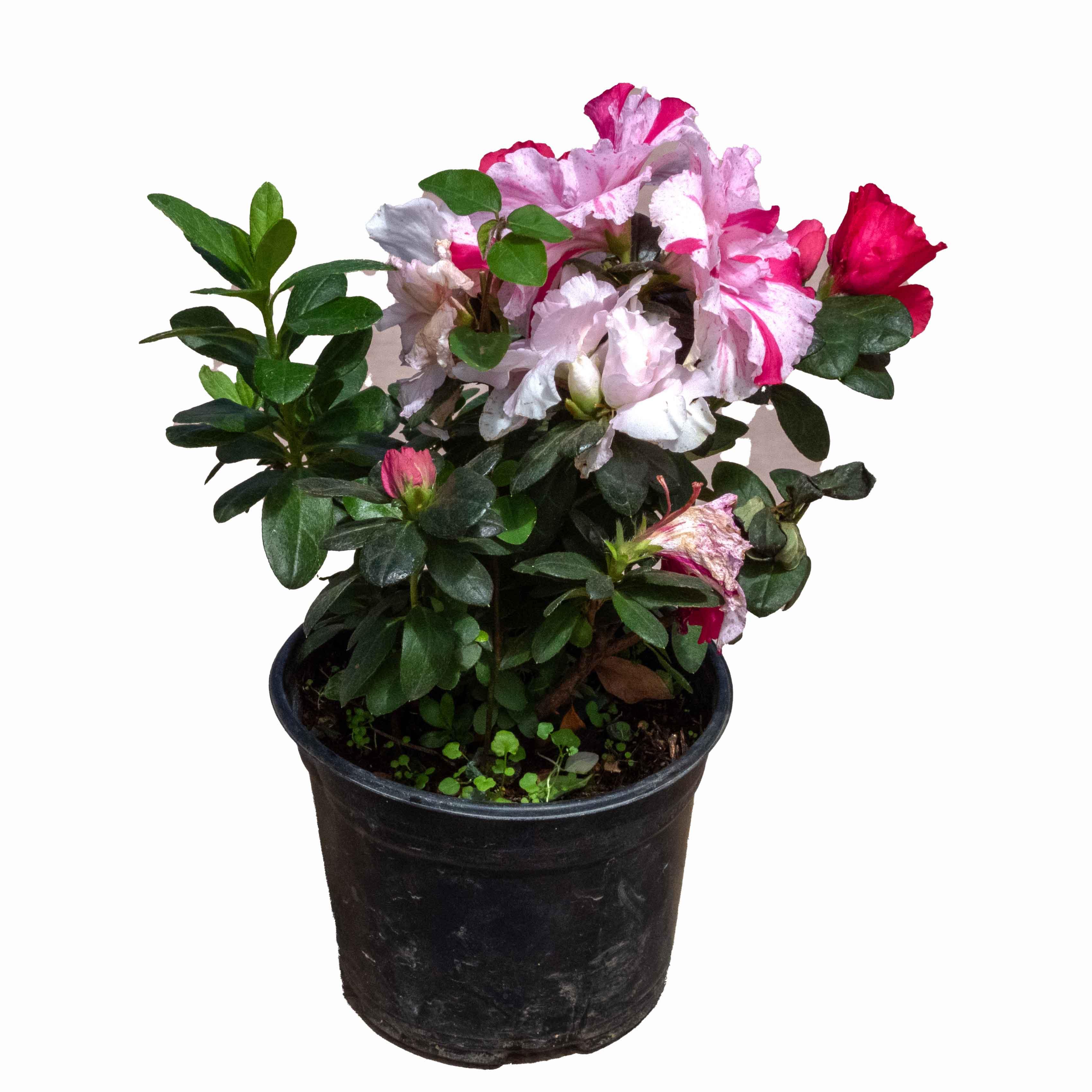 AZALEA PASTEL - Vivero Yañez 