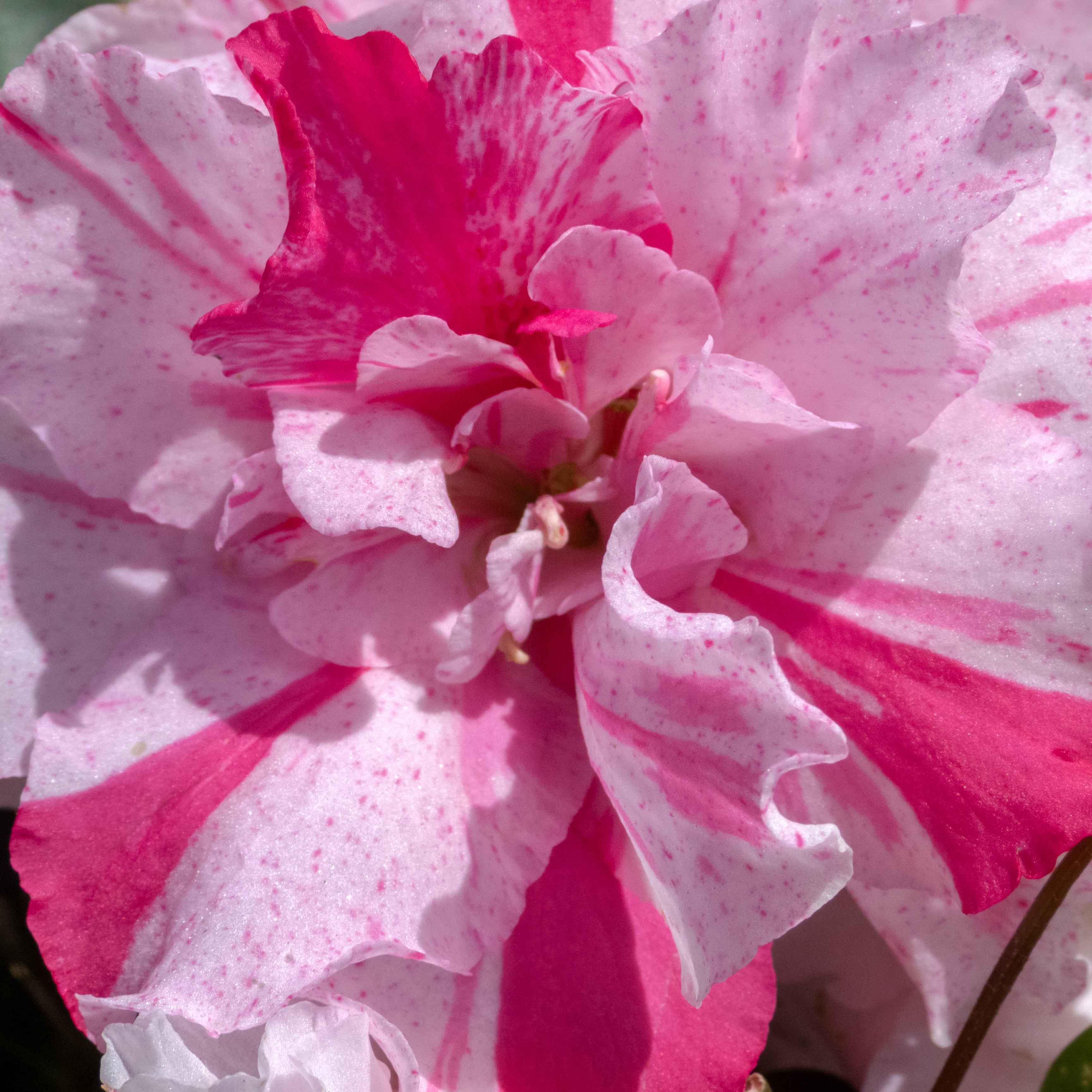 AZALEA PASTEL - Vivero Yañez 