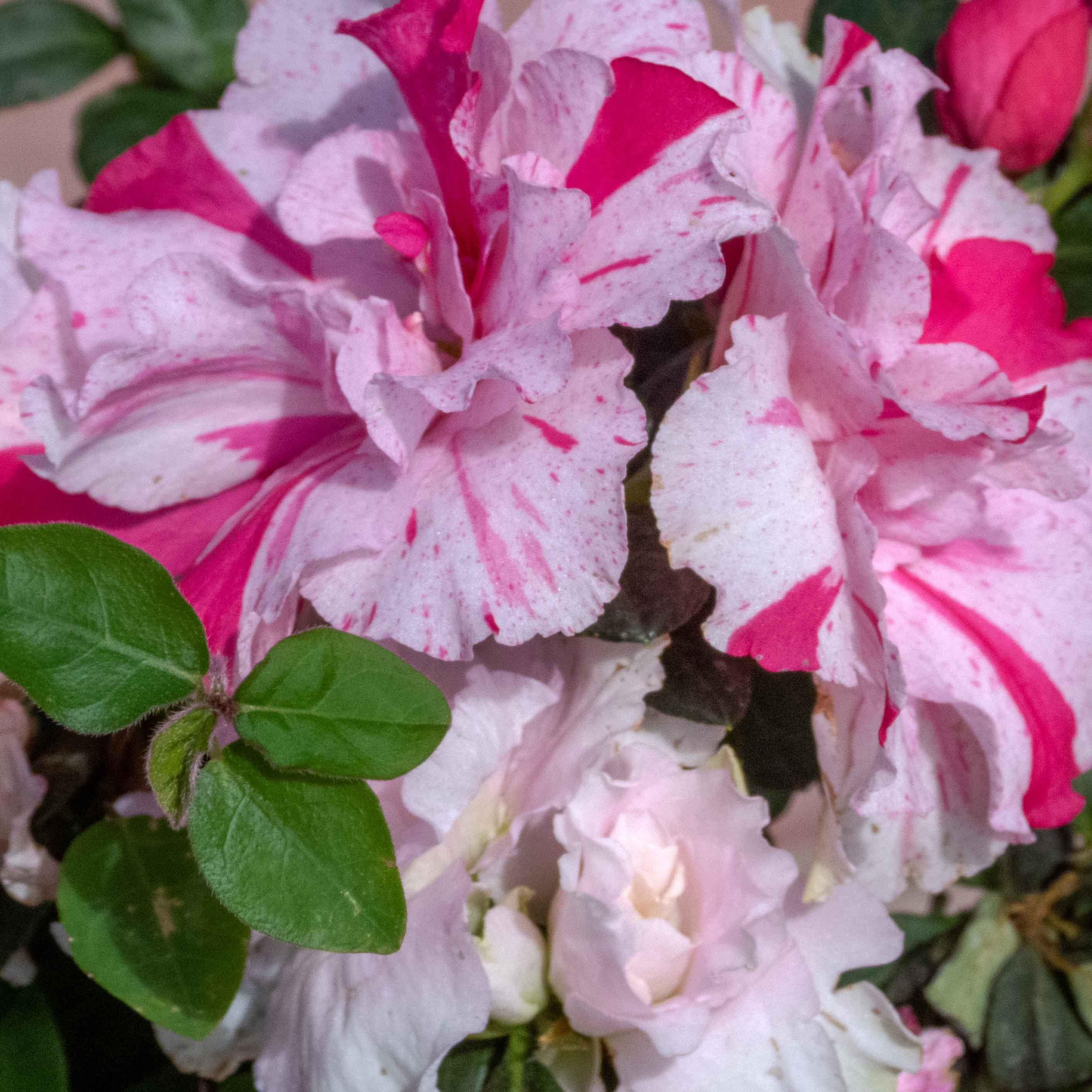 AZALEA PASTEL - Vivero Yañez 