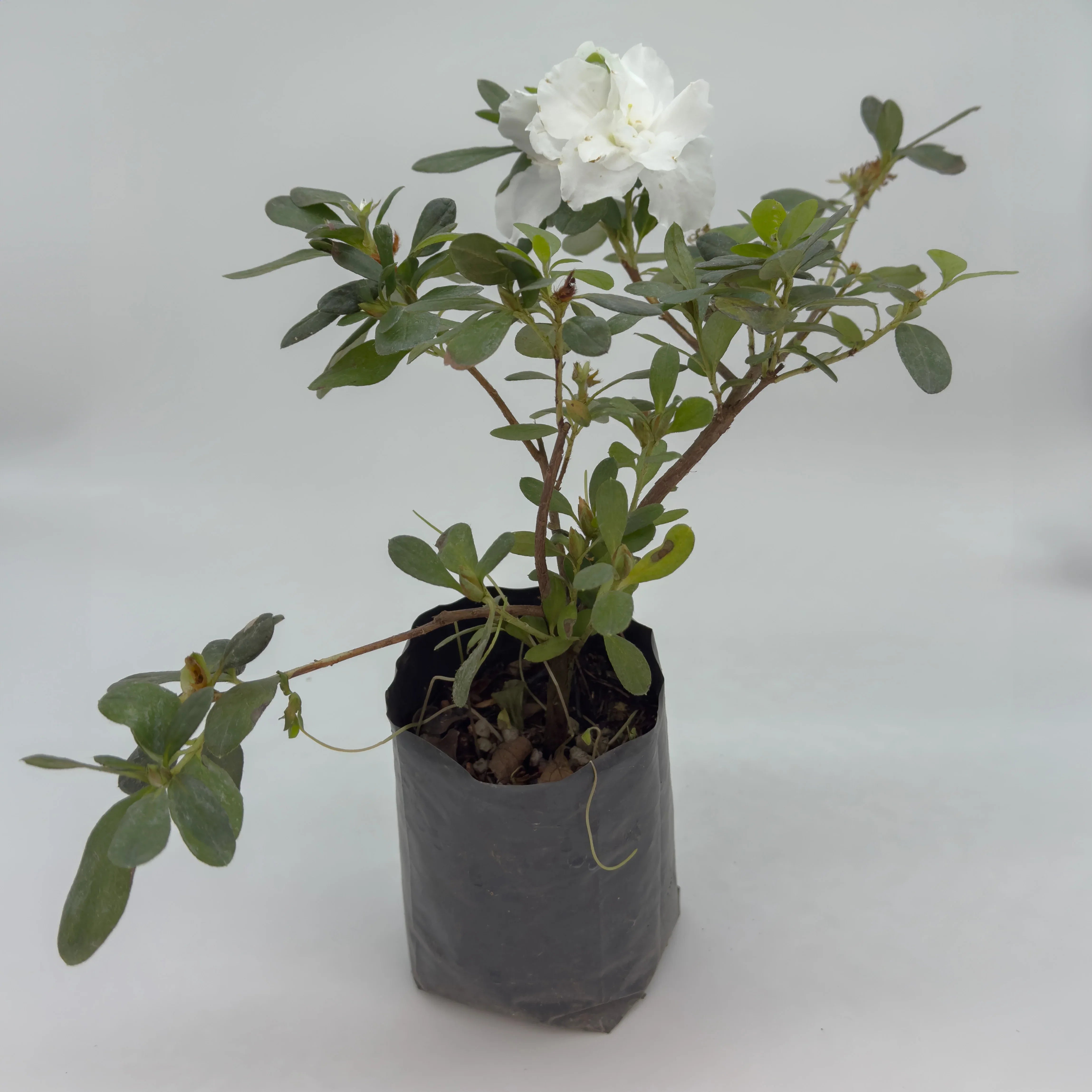 AZALEA DE MATORRAL - Vivero Yañez 