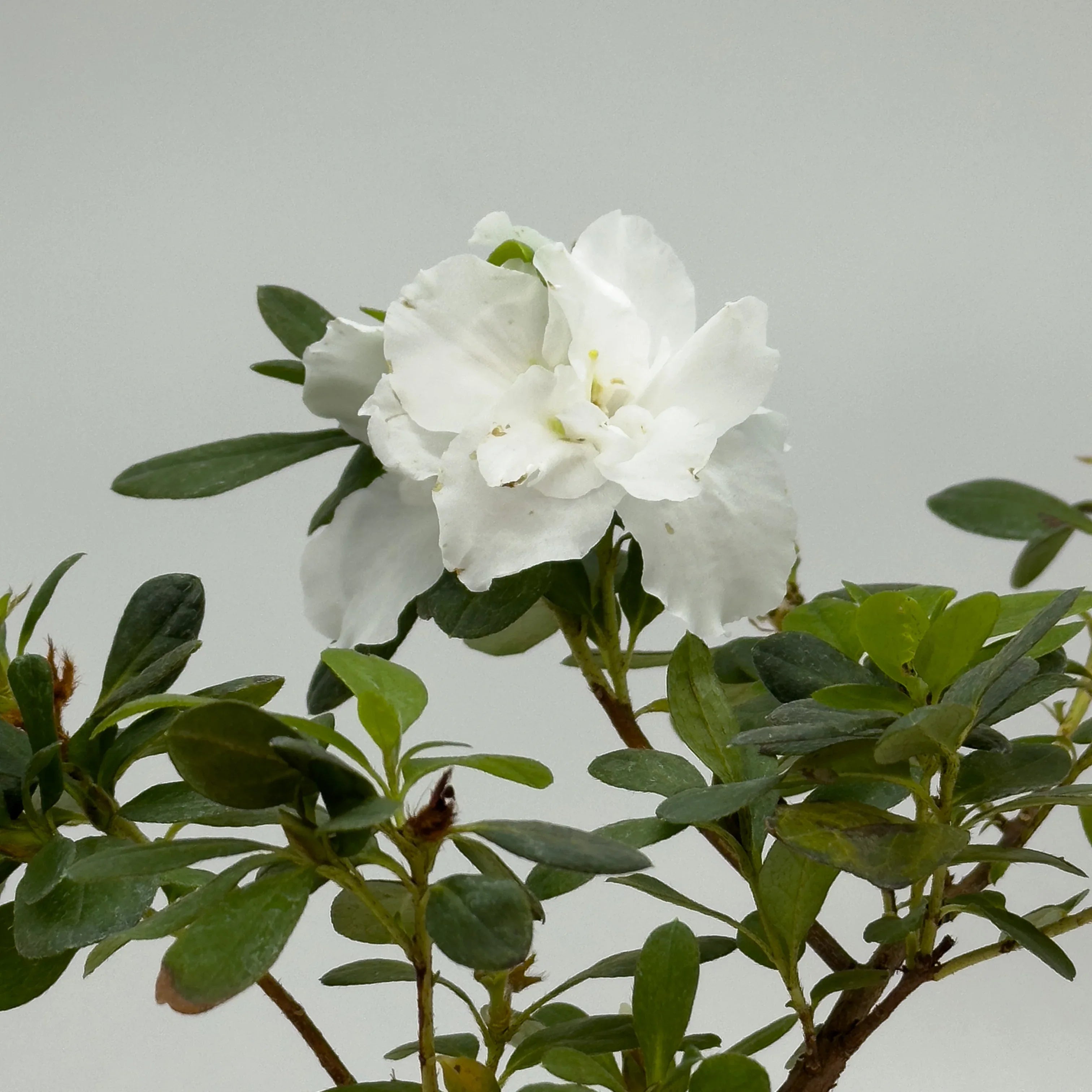 AZALEA DE MATORRAL - Vivero Yañez 