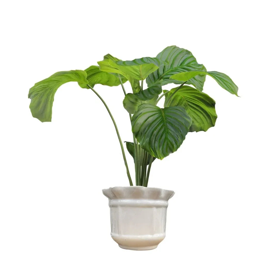 MACETA DE CERAMICA BACO - Vivero Yañez 