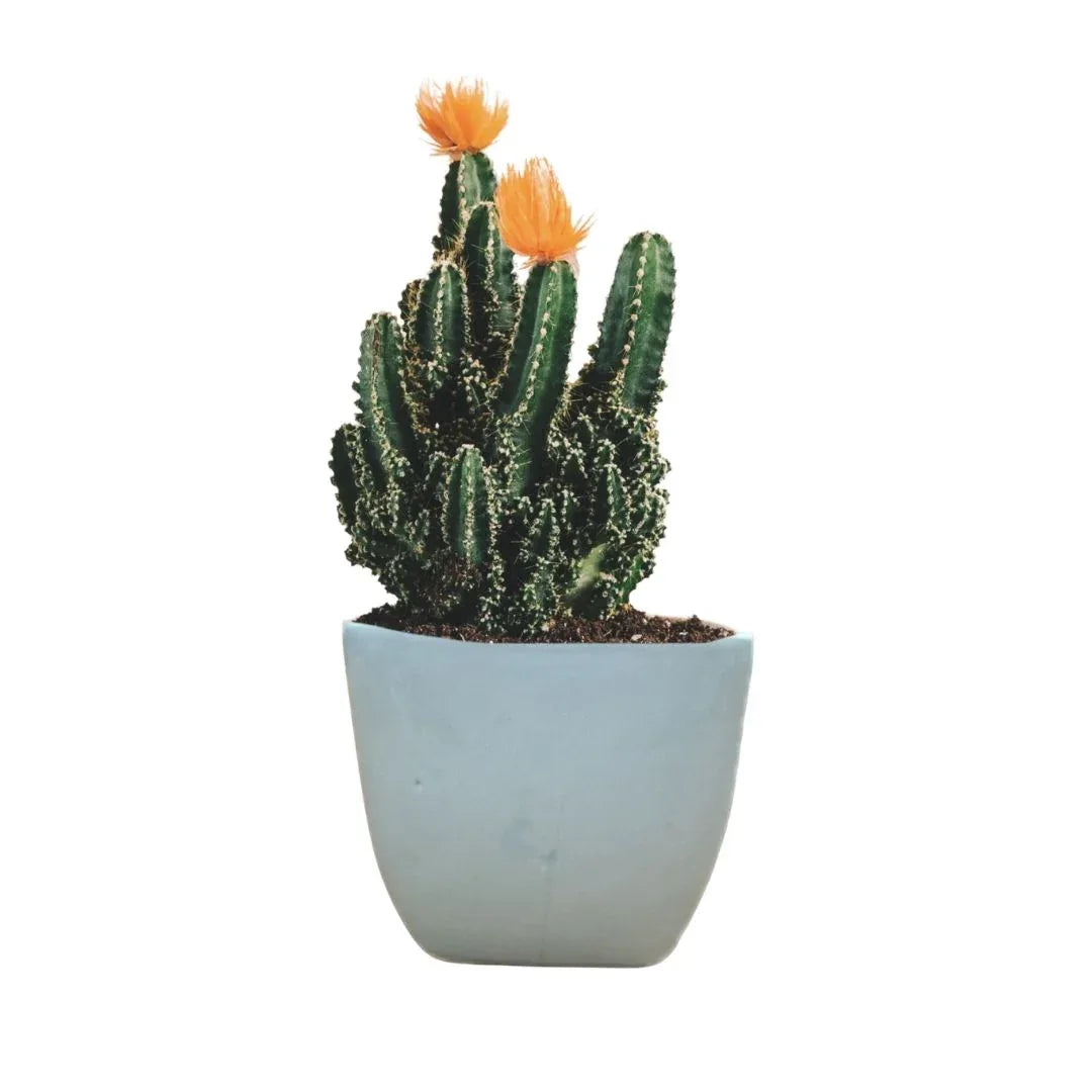 MACETA DE CERAMICA BASANICO - Vivero Yañez 