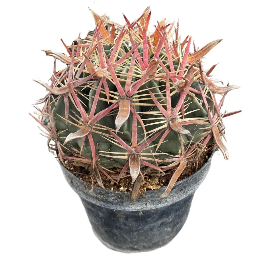 BIZNAGA ROJA GRUSONII MEDIANA - Vivero Yañez 