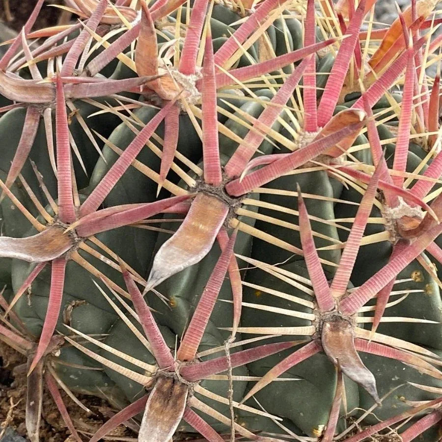 BIZNAGA ROJA GRUSONII MEDIANA - Vivero Yañez 