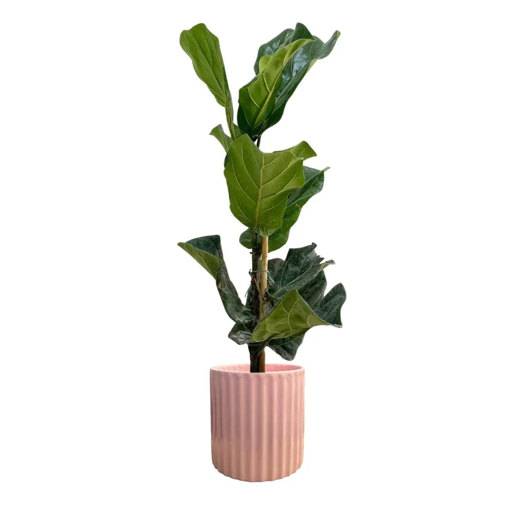 MACETA DE CERAMICA BUCARO - Vivero Yañez 