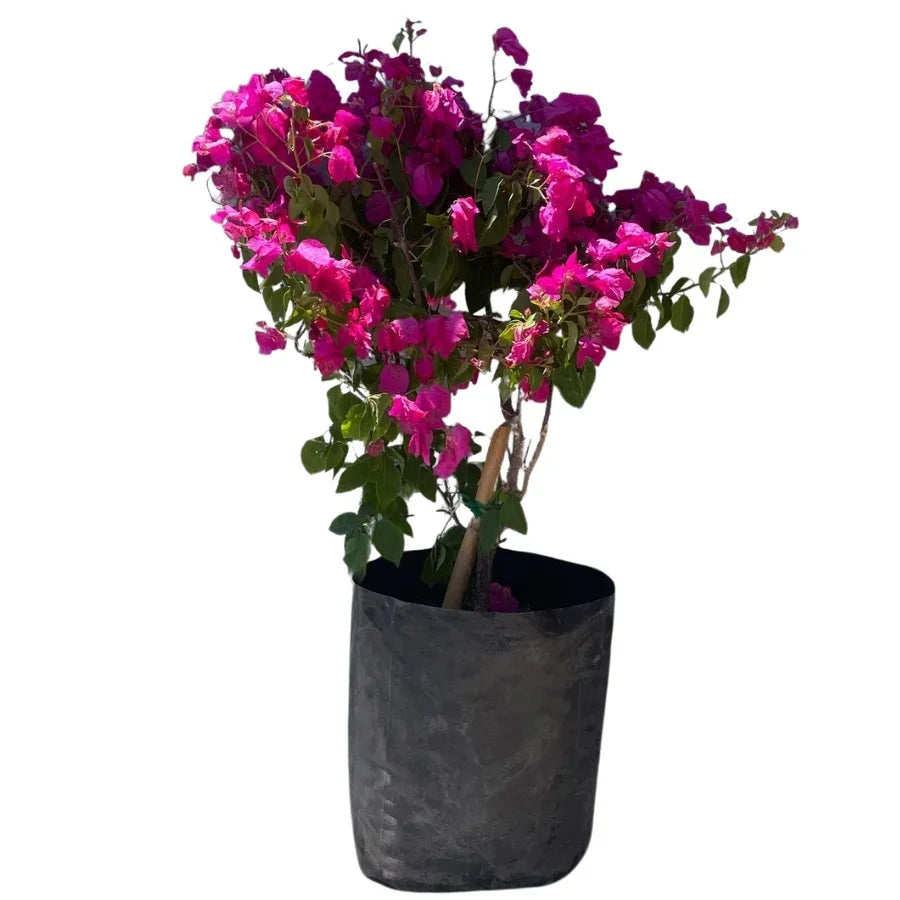 BUGANVILIA ARBUSTO MEDIANO - Vivero Yañez 