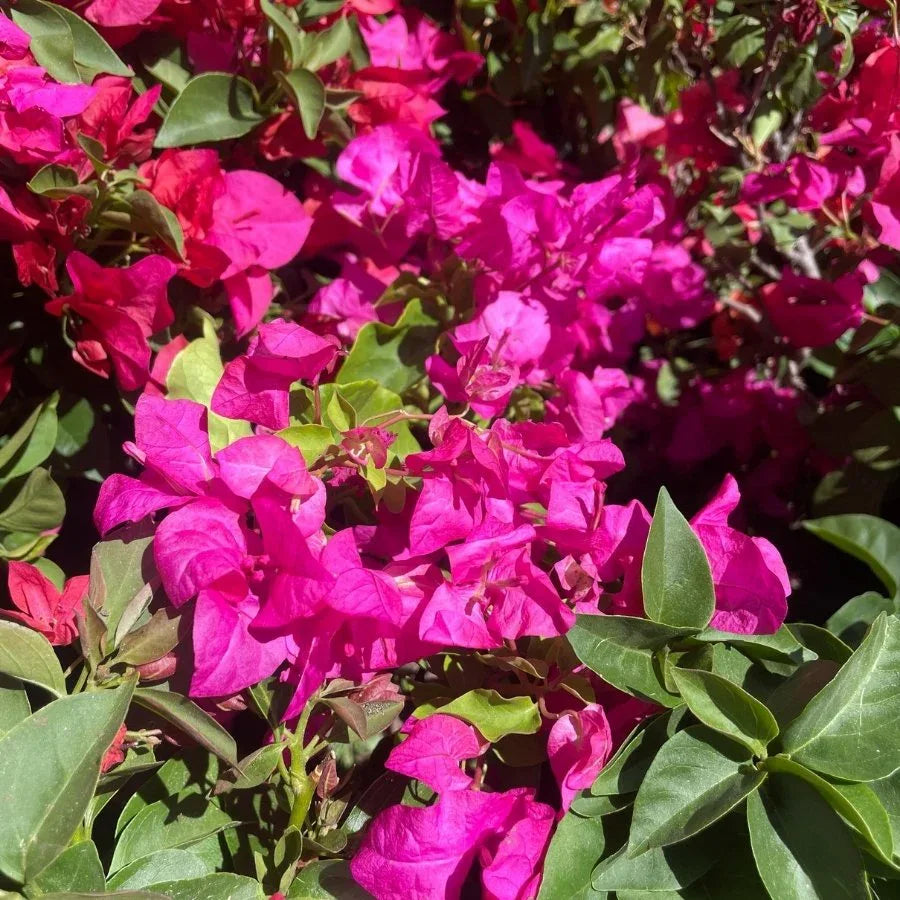 BUGANVILIA ARBUSTO MEDIANO - Vivero Yañez 