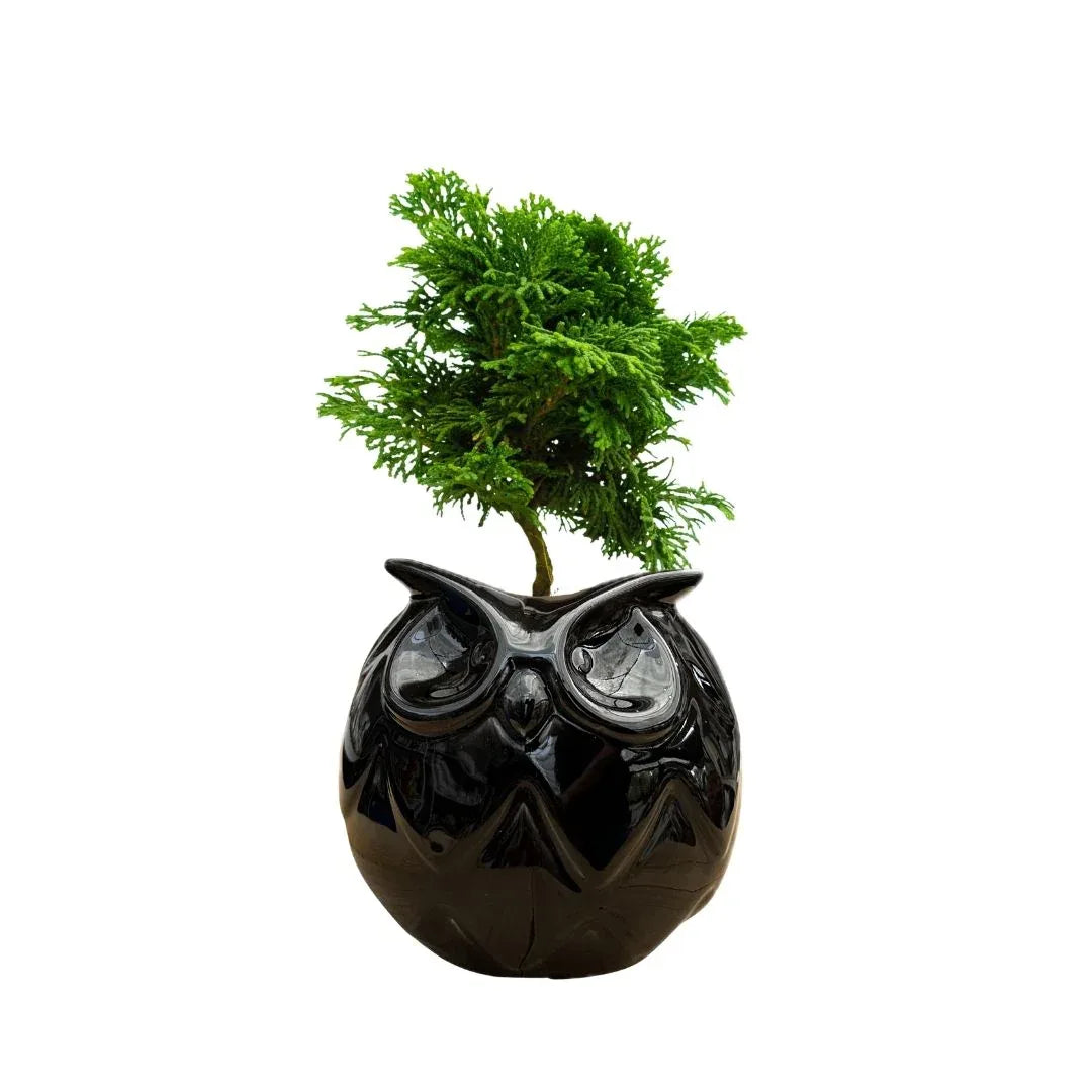 MACETA DE CERAMICA BUHO - Vivero Yañez 