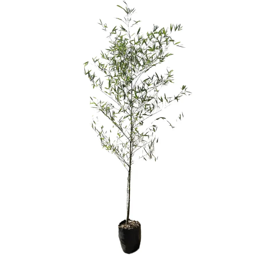 BAMBU PLUMOSO (BAMBU AMARILLO) - Vivero Yañez 