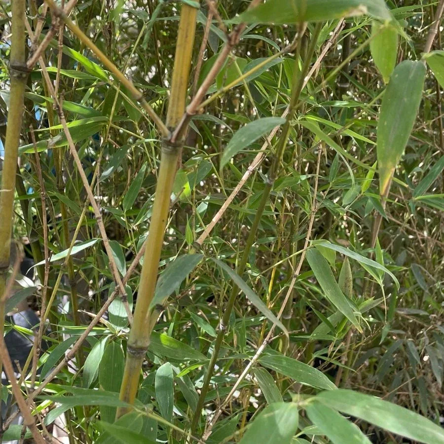 BAMBU PLUMOSO (BAMBU AMARILLO) - Vivero Yañez 