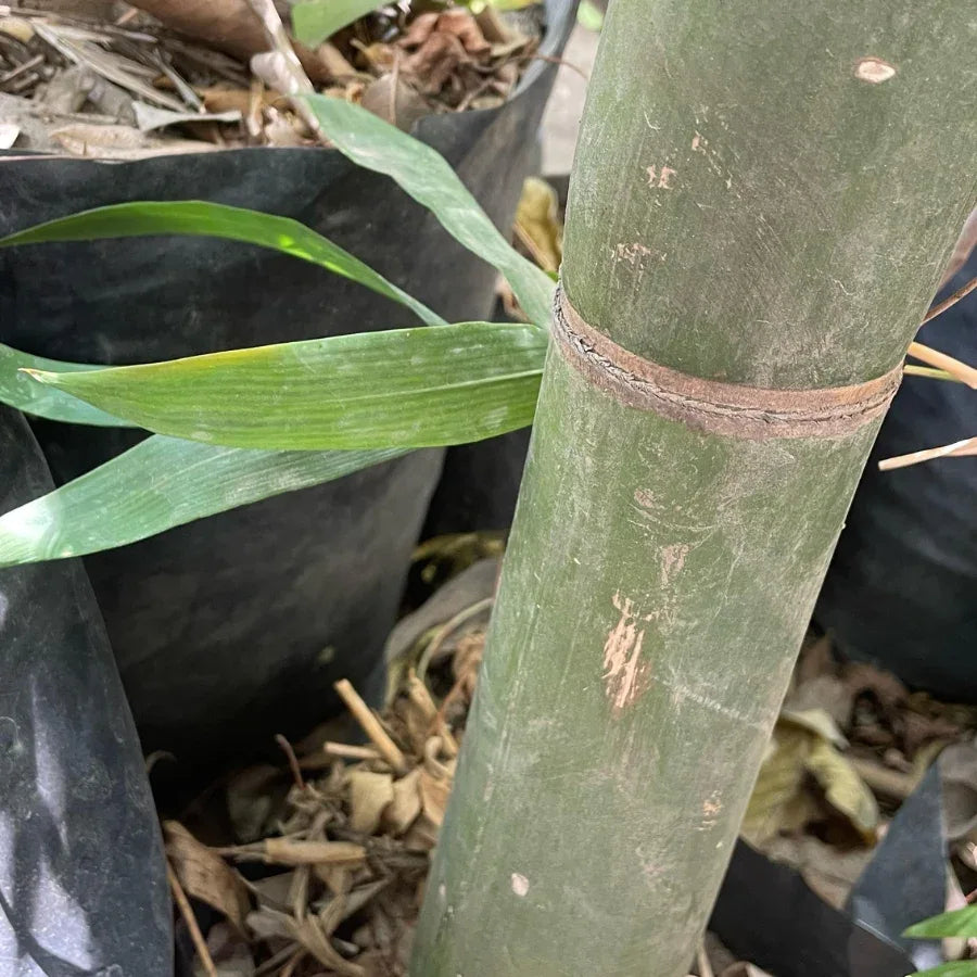 BAMBU TARRO CHICO - Vivero Yañez 