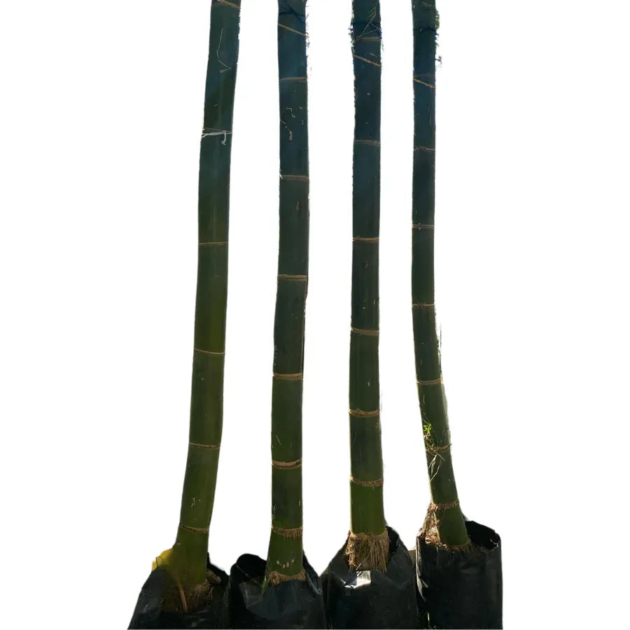 BAMBU TARRO GRANDE - Vivero Yañez 