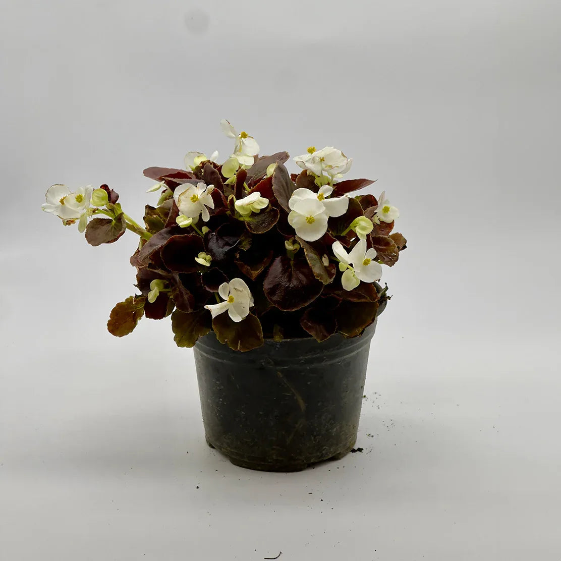 BEGONIA - Vivero Yañez 