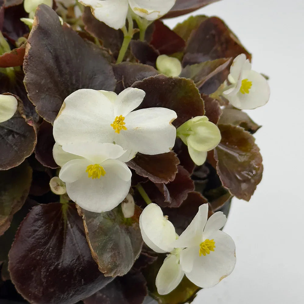 BEGONIA - Vivero Yañez 