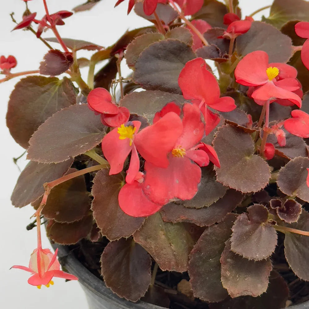 BEGONIA - Vivero Yañez 