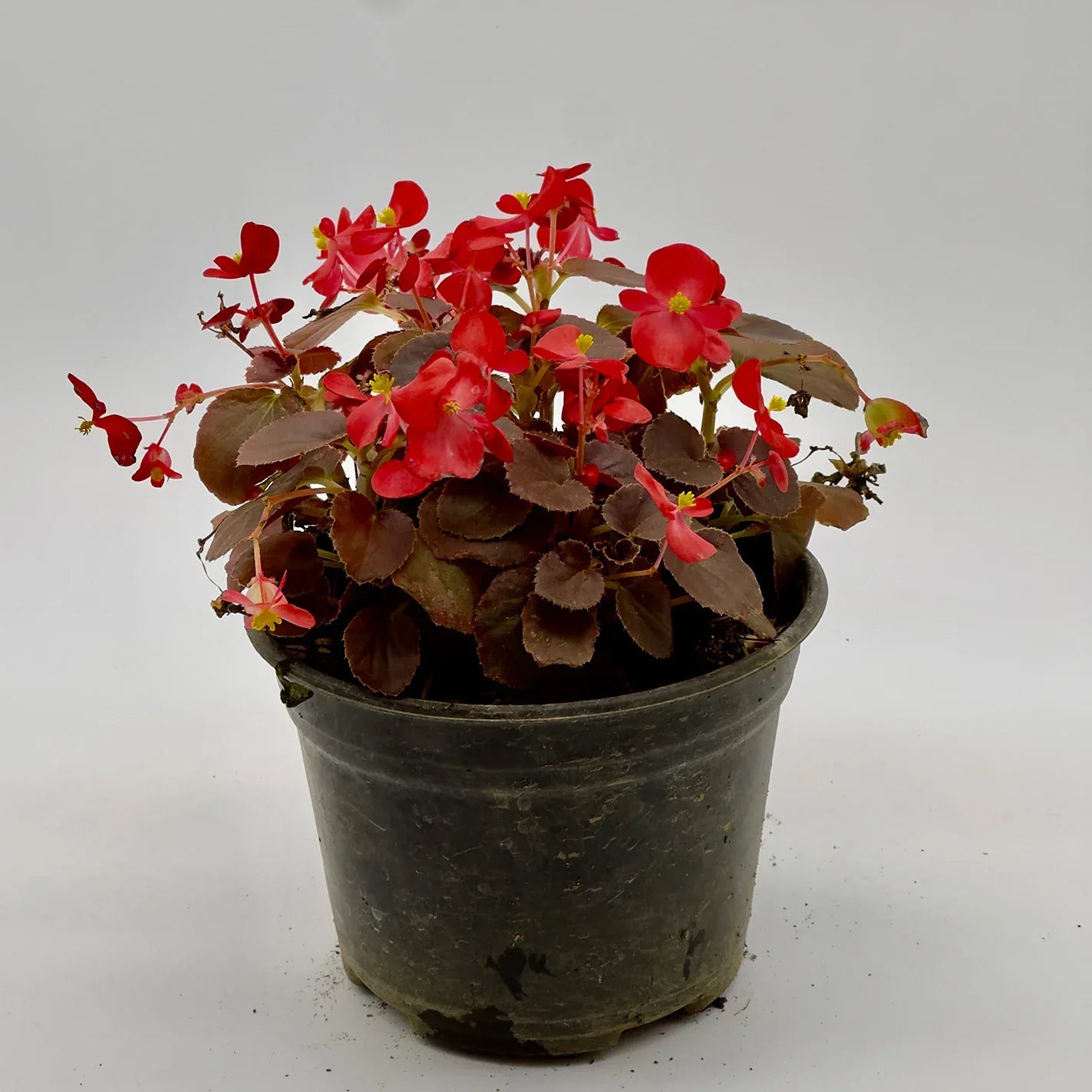 BEGONIA - Vivero Yañez 