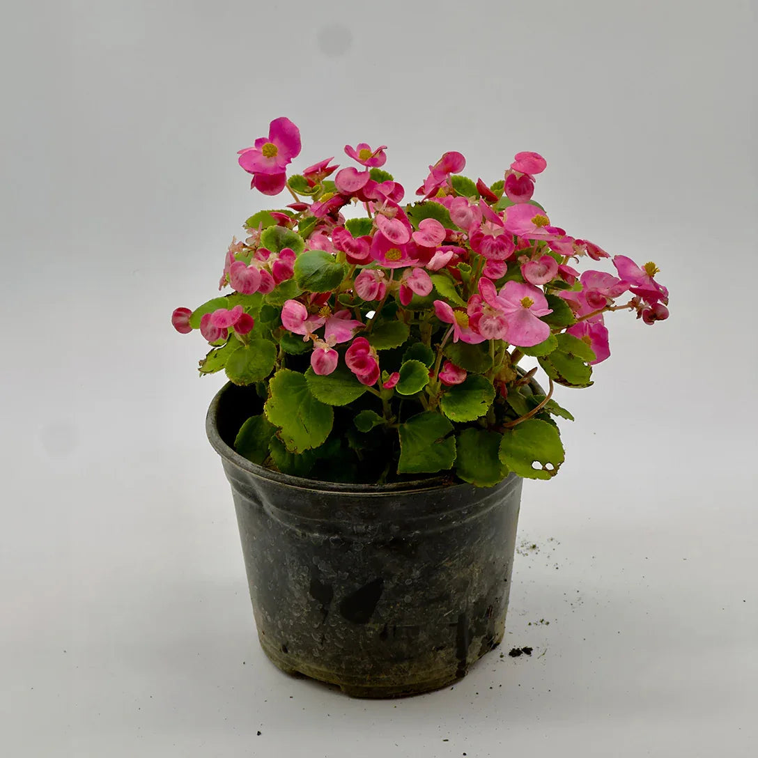 BEGONIA - Vivero Yañez 
