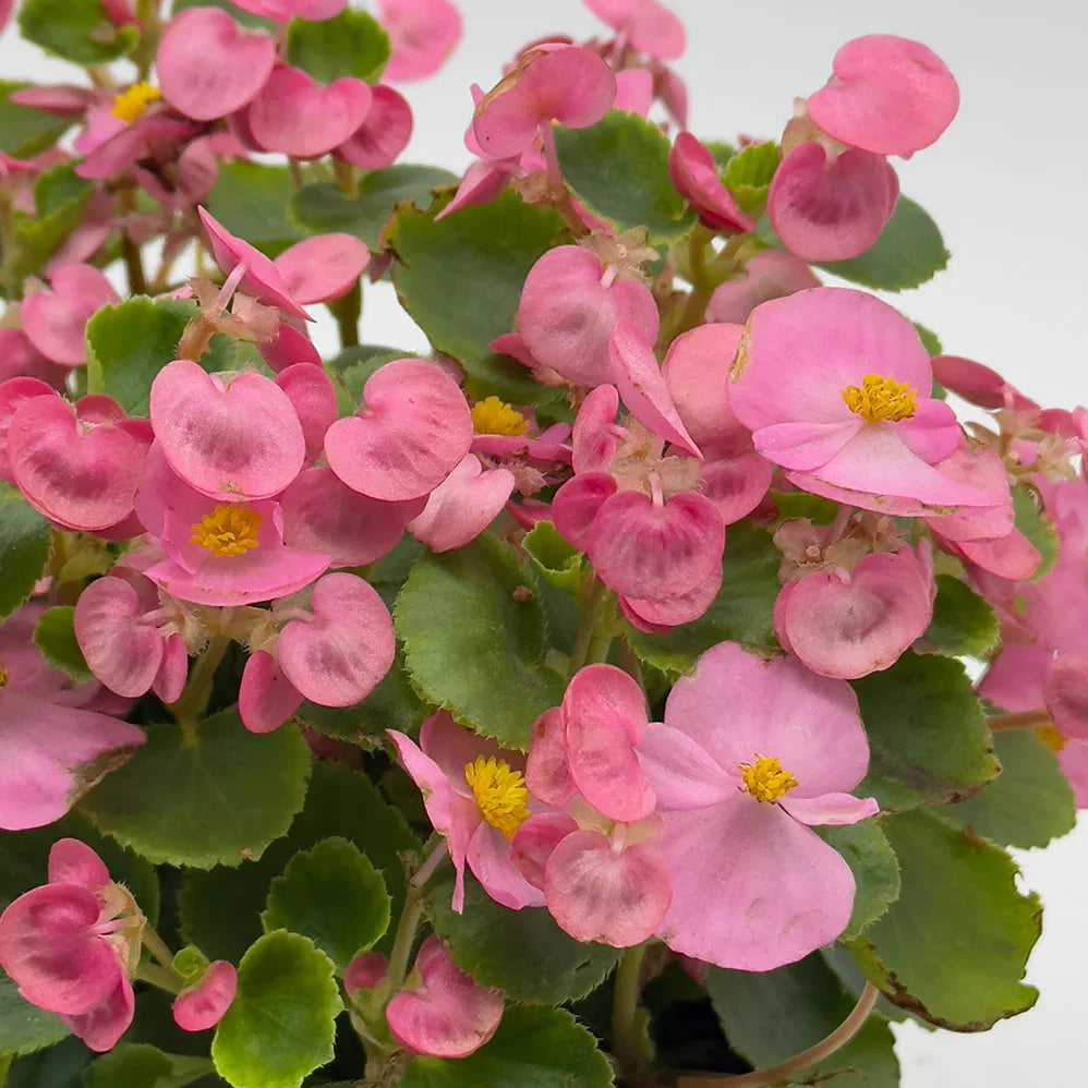 BEGONIA - Vivero Yañez 
