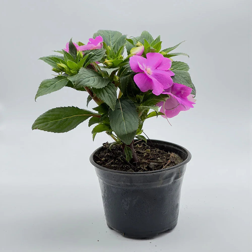 BELEN GUINEA - Vivero Yañez 