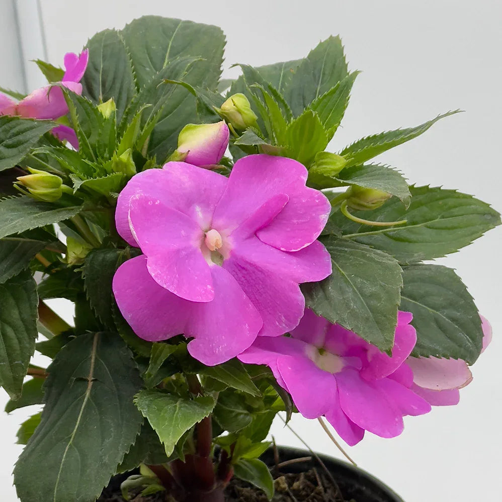 BELEN GUINEA - Vivero Yañez 
