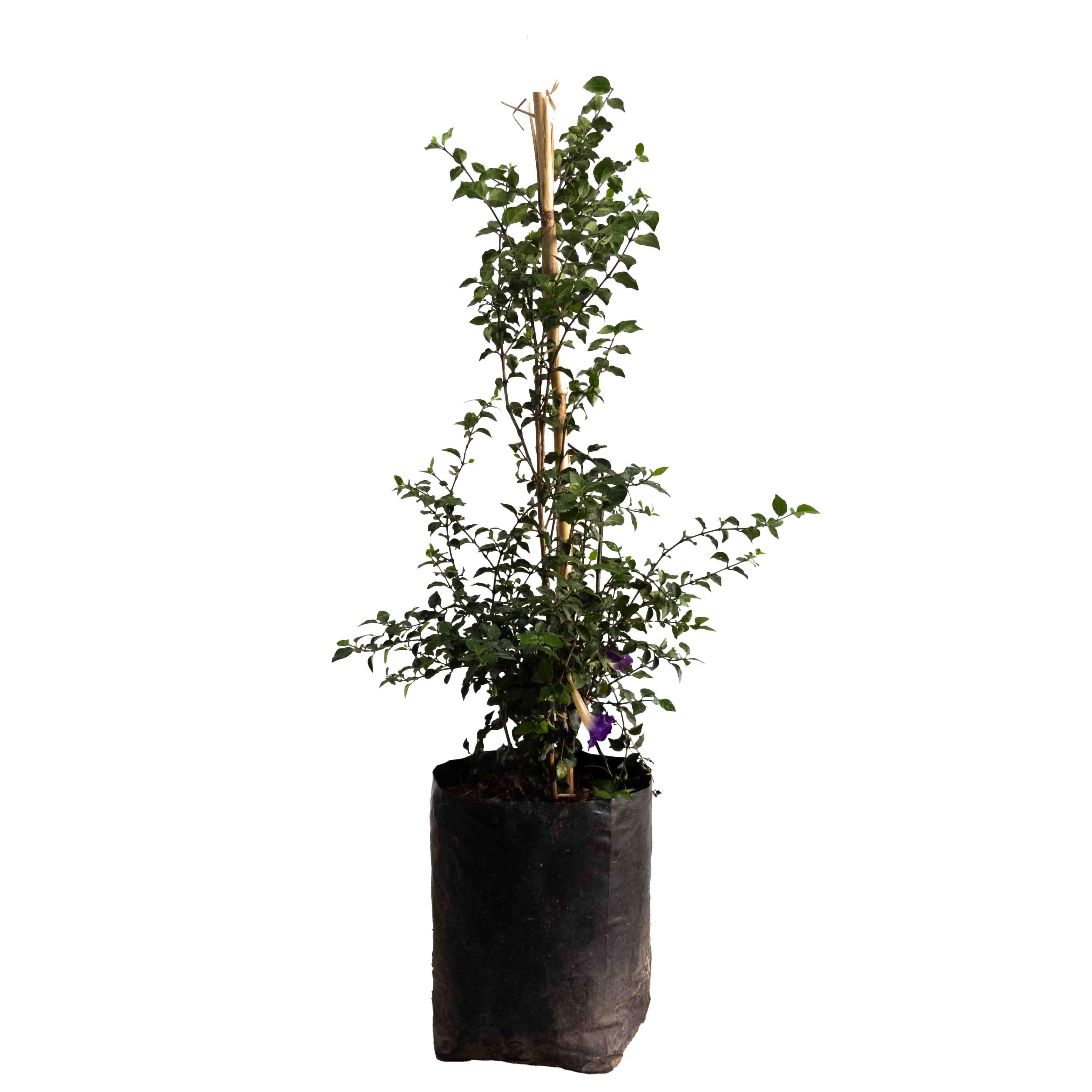 BIGNONIA (MORADA) - Vivero Yañez 
